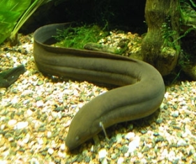 Липедосирен или американский чешуйчатник (Lepidosiren paradoxa) Липедосирен или американский чешуйчатник (Lepidosiren paradoxa)