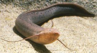 Африканский протептер (Protopterus annectens) Африканский протептер (Protopterus annectens)