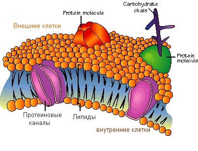 Клеточная мембрана Клеточная мембрана